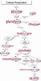 Pictures of Part A - Photosynthesis And Respiration In Plants